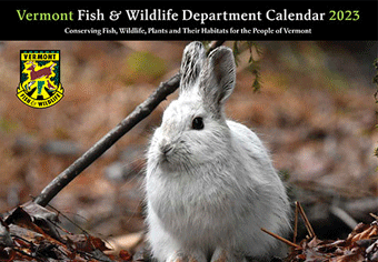 2023 calendar cover image - snowshoe hare