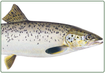 Atlantic salmon