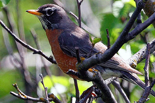 Birds: American Robin