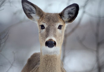 nice white-tailed deer doe