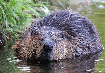 Mammals: Beaver