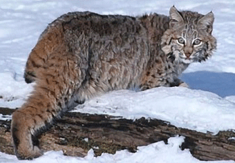 Mammals: Eastern Bobcat