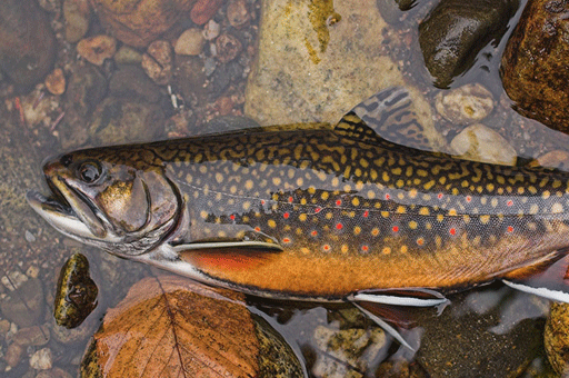 Fish: Brook Trout