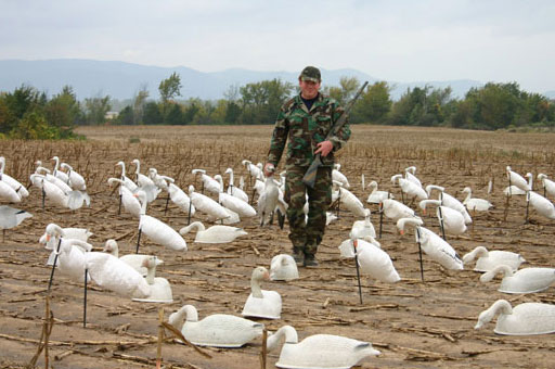warterfowl hunter setting goose decoys