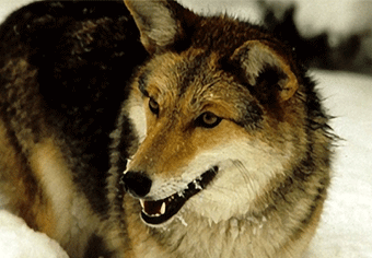 Mammals: Eastern Coyote
