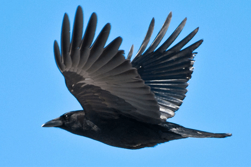 Birds: Crow