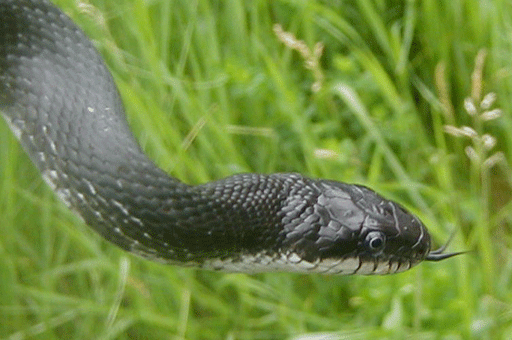Reptiles: Eastern Ratsnake