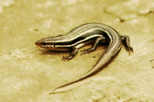 Reptiles: Five-Lined Skink