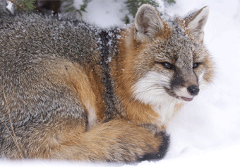 Mammals: Gray Fox
