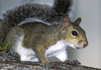 Mammals: Gray Squirrel