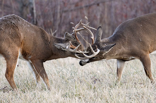 two bucks sparring