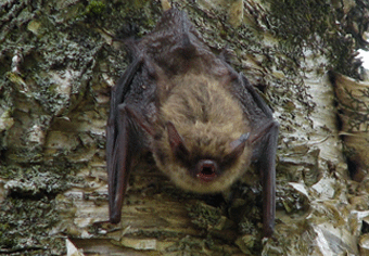 Mammals: Little Brown Bat