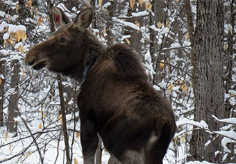 young moose in woods