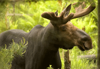 Mammals: Moose