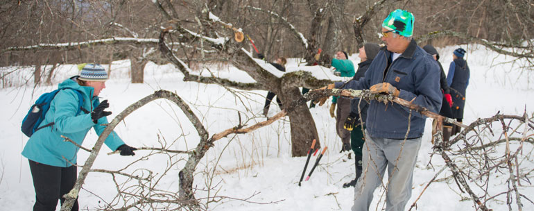 volunteers pruning apple trees
