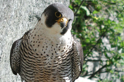 Birds: Peregrine Falcon
