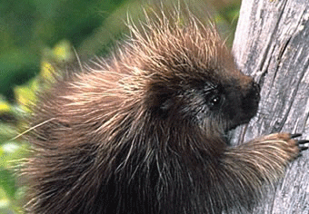 Mammals: Porcupine