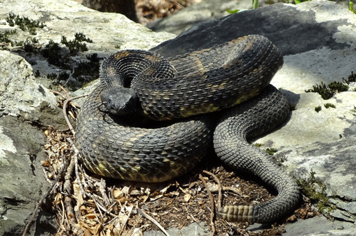 Reptiles: Timber Rattlesnake