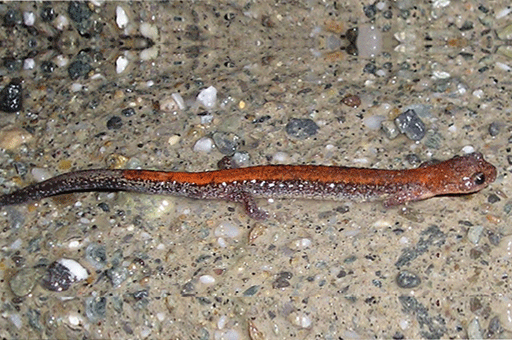 Amphibians: Red-Backed Salamander