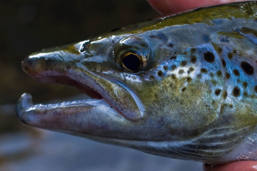 Fish: Landlocked Salmon