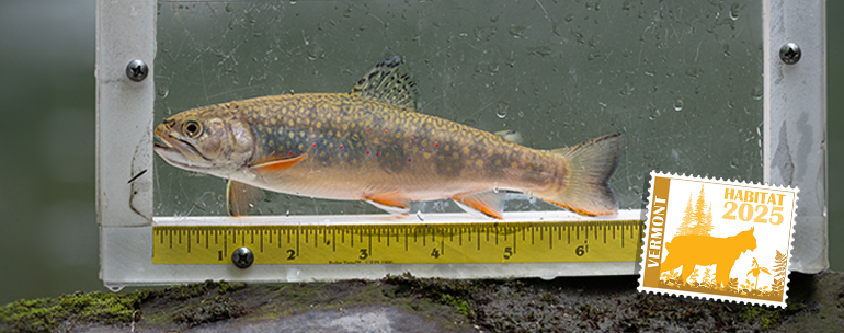 Brook trout profiled in view box with overlay of 2025 Habitat Stamp sticker