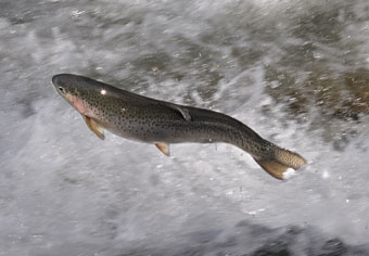 jumping trout