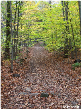 wooded trail on snake mountain