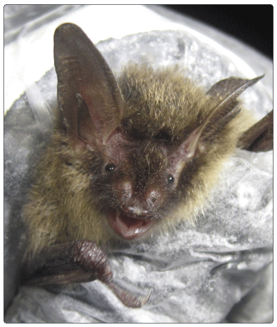 northern long-eared bat