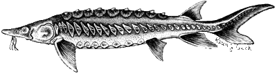 line drawing of a sturgeon