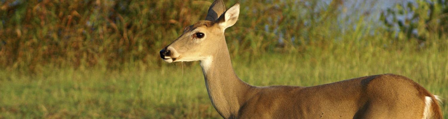 white-tailed deer doe