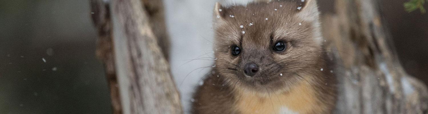 American marten