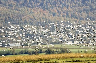 flying flock of snow geese