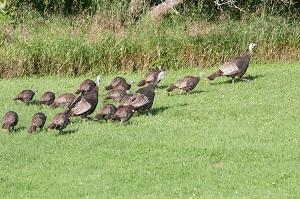 flock of turkeys with young poults