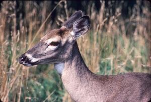 Antlerless Deer
