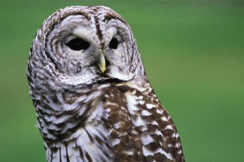 Birds: Barred Owl