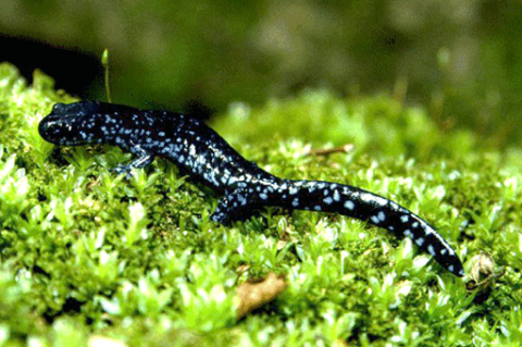Amphibians: Blue-Spotted Salamander