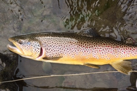 Fish: Brown Trout