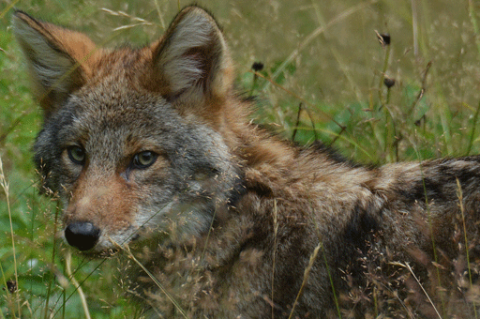 close up of a coyote in a field