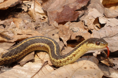 Reptiles: Eastern Garter Snake