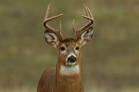 large white-tailed buck walking face on