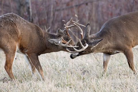 two buck sparing