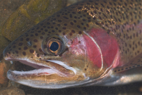 close-up of a rainbow trout