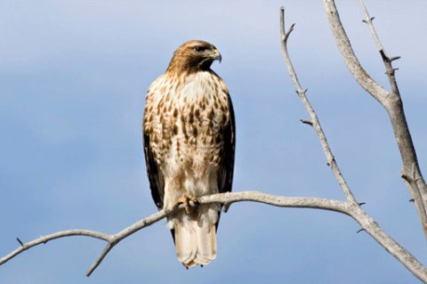 Birds: Red-Tailed Hawk