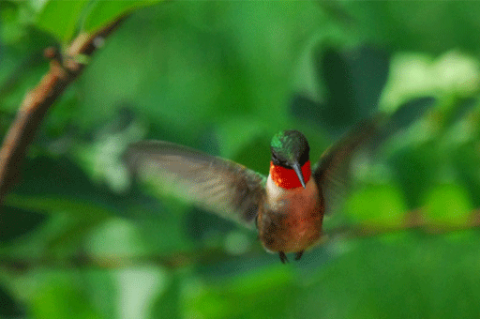 Birds: Ruby-Throated Hummingbird