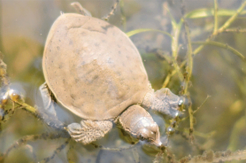 Reptiles: Eastern Spiny Softshell Turtle