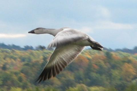 Two snow geese flying