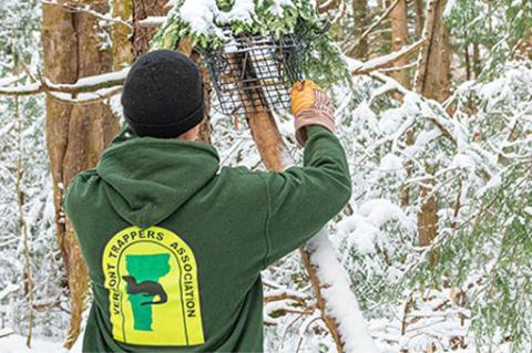 trapper setting a trap in a tree