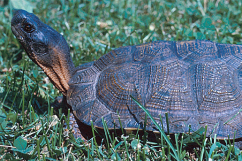 Reptiles: Wood Turtle