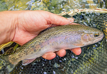 close-up of rainbow trout being held just out of a net submerged in the stream to portray catch and release fishing opportunities