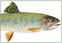 illustration of female brook trout